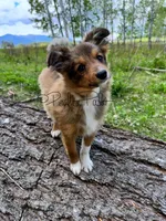 Snickers, a male Shetland Sheepdog and Pomeranian for sale in Bonners Ferry, ID – 1 of 8