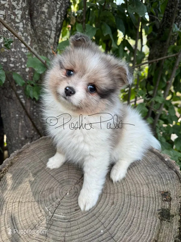 Sterling  – Shetland Sheepdog, Pomeranian puppy for sale in Bonners Ferry, ID