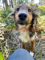 AKC Ginger, a female Shetland Sheepdog for sale in Bonners Ferry, ID – Photo 2 of 10