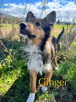AKC Ginger, a female Shetland Sheepdog for sale in Bonners Ferry, ID – Photo 8 of 10