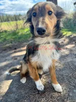 AKC Ginger, a female Shetland Sheepdog for sale in Bonners Ferry, ID – Photo 3 of 10