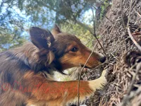 AKC Ginger, a female Shetland Sheepdog for sale in Bonners Ferry, ID – Photo 7 of 10