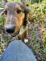 AKC Ginger, a female Shetland Sheepdog for sale in Bonners Ferry, ID – Photo 4 of 10