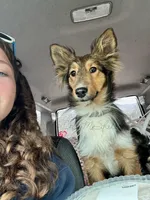 AKC Ginger, a female Shetland Sheepdog for sale in Bonners Ferry, ID – Photo 5 of 10