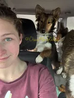 AKC Ginger, a female Shetland Sheepdog for sale in Bonners Ferry, ID – Photo 6 of 10