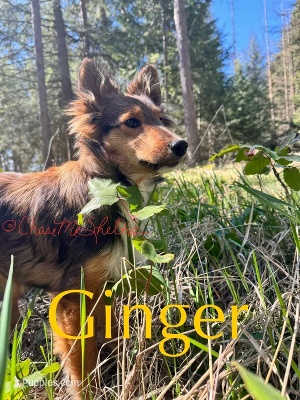 AKC Ginger
