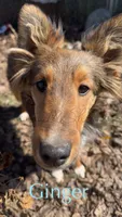 AKC Ginger, a female Shetland Sheepdog for sale in Bonners Ferry, ID – Photo 10 of 10
