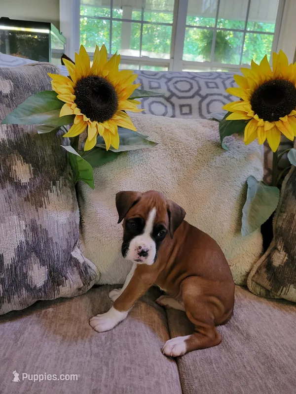 CJ – Boxer puppy for sale in Dalton, GA