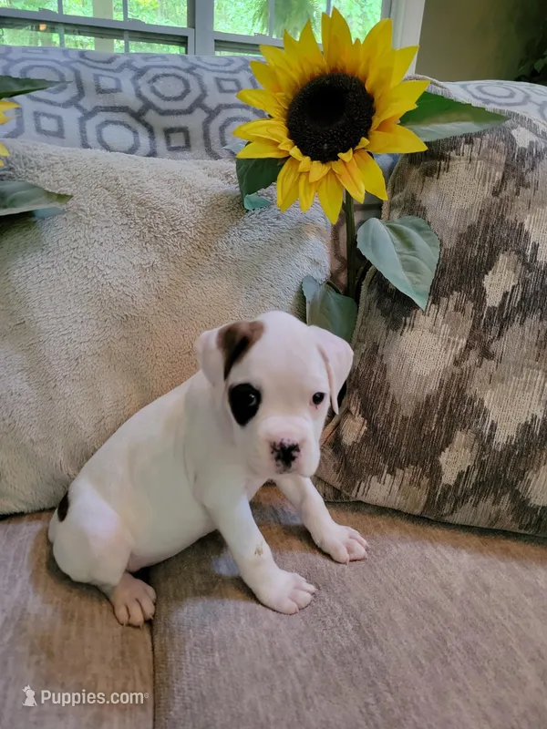 SOPHIE – Boxer puppy for sale in Dalton, GA