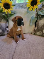 Rhonda, a female Boxer for sale in Dalton, GA – 1 of 1