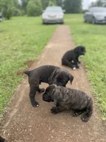 Midnight , a male Cane Corso for sale in Augusta, GA – 7 of 7