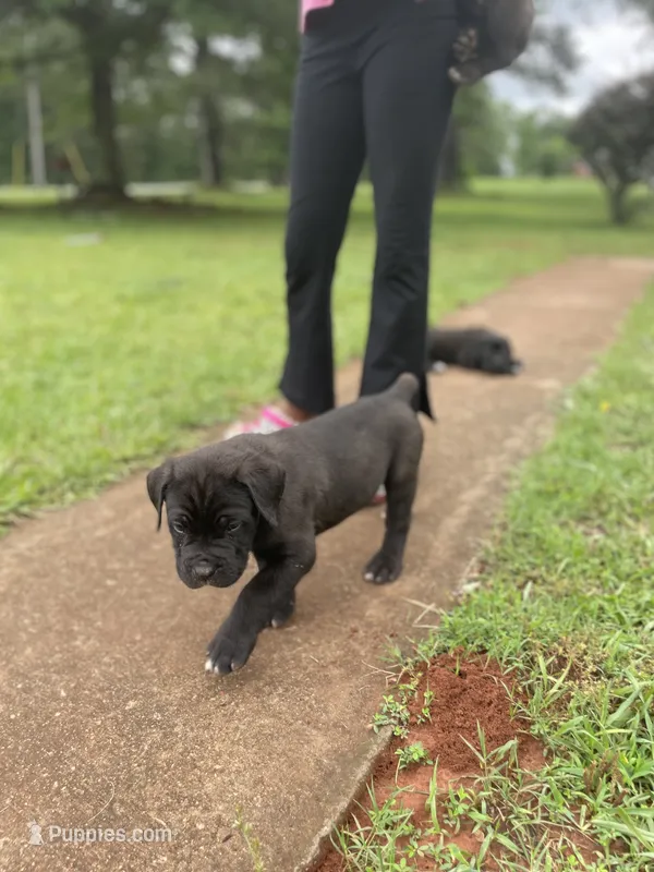 Midnight , a male Cane Corso for sale in Augusta, GA – 1 of 7