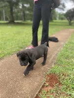 Midnight , a male Cane Corso for sale in Augusta, GA – 1 of 7
