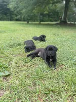 Midnight , a male Cane Corso for sale in Augusta, GA – 4 of 7