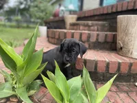 Midnight , a male Cane Corso for sale in Augusta, GA – 2 of 7