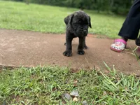 Midnight , a male Cane Corso for sale in Augusta, GA – 6 of 7