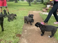 Midnight , a male Cane Corso for sale in Augusta, GA – 5 of 7