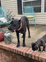 Midnight , a male Cane Corso for sale in Augusta, GA – 3 of 7