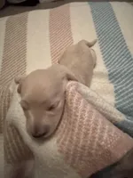 processed/f86cbe21-e333-427d-b83f-5023281508d6/listing/a76f617d-9e56-4bfc-971d-39da4b0709ae/8152ef98-1a25-4b8c-8b58-e513891ff327