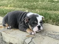 Muffin “Blu Berry “, a female English Bulldog for sale in Fort Worth, TX – 4 of 10