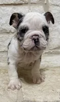 Yoshie , a female English Bulldog for sale in Fort Worth, TX – 6 of 6