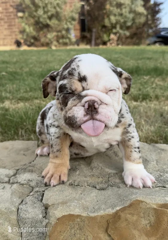 Trixx – English Bulldog puppy for sale in Fort Worth, TX