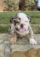 Trixx, a female English Bulldog for sale in Fort Worth, TX – 1 of 10