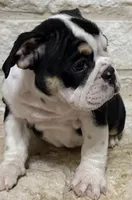 GiGi, a female English Bulldog for sale in Fort Worth, TX – 3 of 8