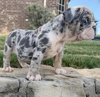 Royalty “Blu Eyes”, a female English Bulldog for sale in Fort Worth, TX – 10 of 10