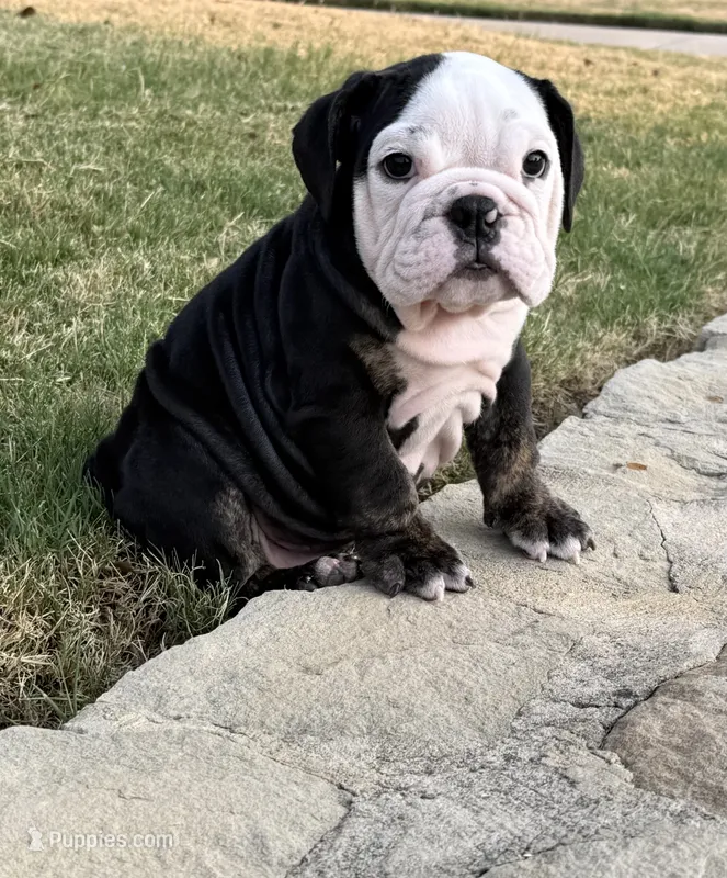 Panda – English Bulldog puppy for sale in Fort Worth, TX