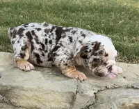 Trixx, a female English Bulldog for sale in Fort Worth, TX – 7 of 10