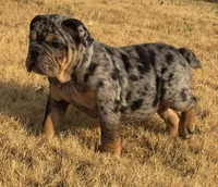Logan “LoLo”, a female English Bulldog for sale in Fort Worth, TX – 5 of 5