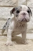 Chase, a male English Bulldog for sale in Fort Worth, TX – 4 of 6