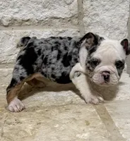 Yoshie , a female English Bulldog for sale in Fort Worth, TX – 4 of 6