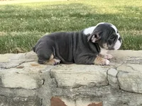 Muffin “Blu Berry “, a female English Bulldog for sale in Fort Worth, TX – 6 of 10