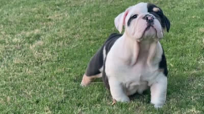 Marley, a male English Bulldog for sale in Fort Worth, TX – 9 of 9