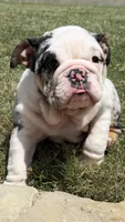Sophie, a female English Bulldog for sale in Fort Worth, TX – 6 of 8