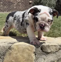 Sophie, a female English Bulldog for sale in Fort Worth, TX – 2 of 8