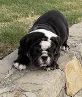 Bear, a male English Bulldog for sale in Fort Worth, TX – 4 of 10