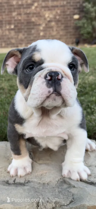 Yoda – English Bulldog puppy for sale in Fort Worth, TX