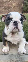 Yoda, a male English Bulldog for sale in Fort Worth, TX – 1 of 10