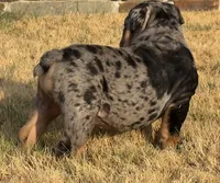Logan “LoLo”, a female English Bulldog for sale in Fort Worth, TX – 4 of 5