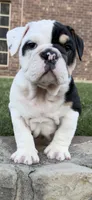 Marley, a male English Bulldog for sale in Fort Worth, TX – 2 of 9