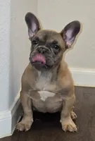 Cutie, a female French Bulldog for sale in Fort Worth, TX – Photo 6 of 6