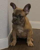 Cutie, a female French Bulldog for sale in Fort Worth, TX – Photo 4 of 6