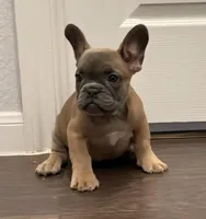 Cutie, a female French Bulldog for sale in Fort Worth, TX – Photo 3 of 6