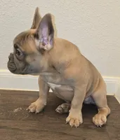 Cutie, a female French Bulldog for sale in Fort Worth, TX – Photo 5 of 6