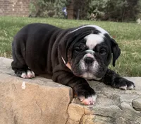 Bear, a male English Bulldog for sale in Fort Worth, TX – 7 of 10