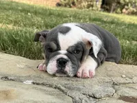Muffin “Blu Berry “, a female English Bulldog for sale in Fort Worth, TX – 3 of 10