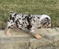 Trixx, a female English Bulldog for sale in Fort Worth, TX – 5 of 10
